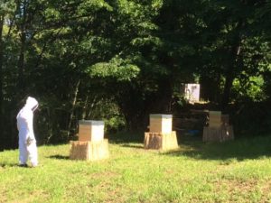 abeilles des hauts des saulies