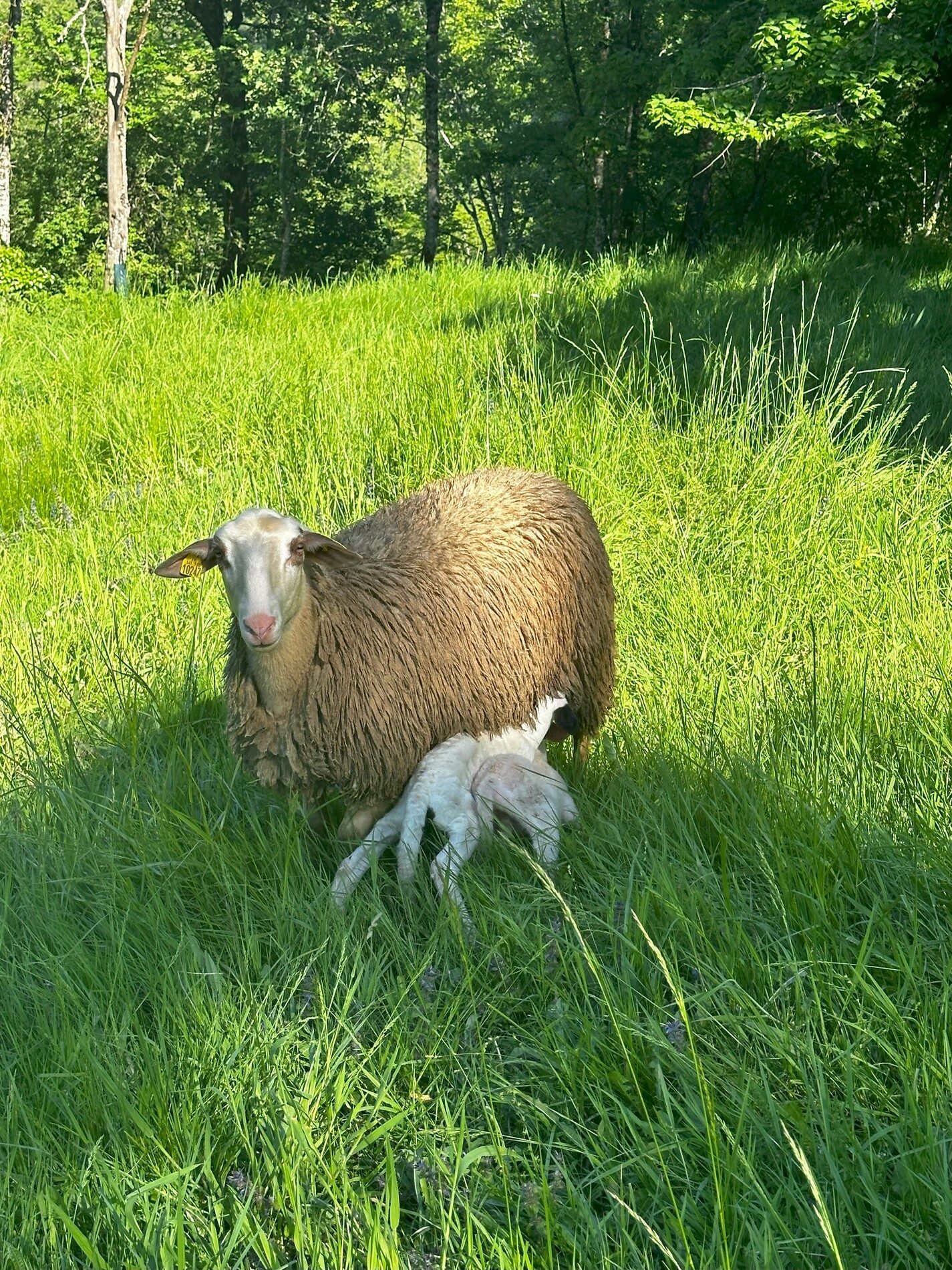 Lamb from Quercy - Charming b&b - saint cirq lapopie - Lot - France