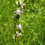 Orchidées boucs - Hotel avec parc - Vers - Lot