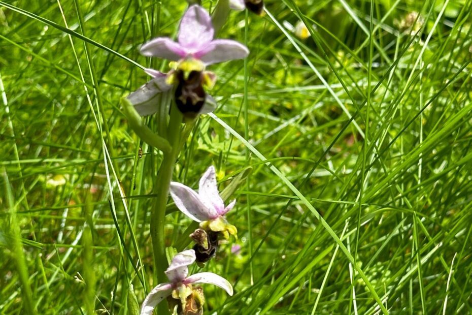 Orchidées abeille - Hotel avec parc - Vers - Lot